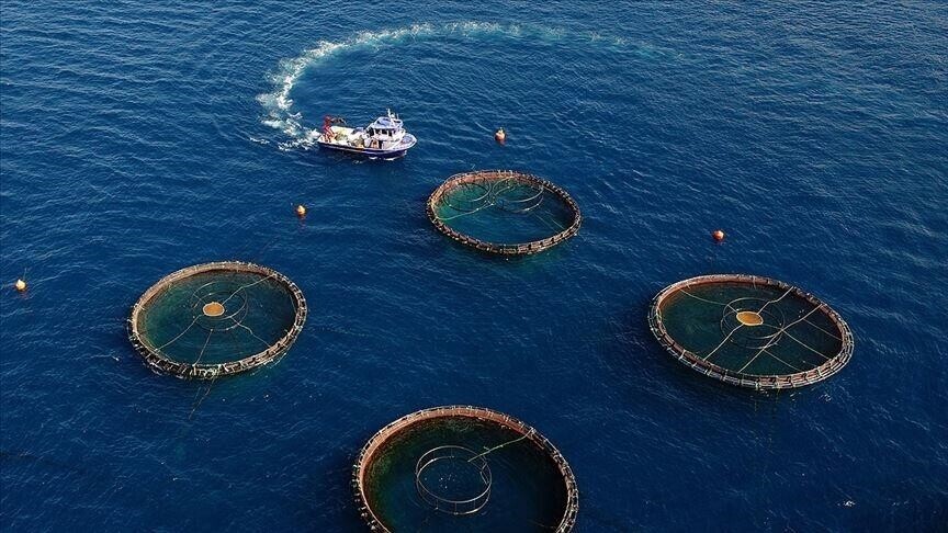 Karadeniz'in su ürünleri ihracatı ilk yarıda 186 milyon doları geçti