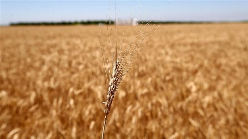 Küresel tarım emtia piyasasında temmuzda buğday ve kahve fiyatları sert yükseldi