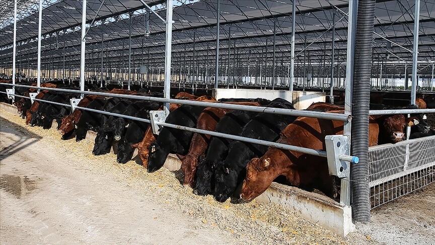 2027'de 480 Bin Baş Besilik Erkek Sığır İthalatına İzin Verilecek