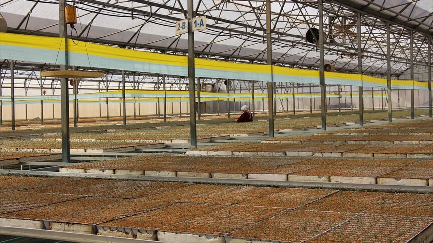 Tohumculukta Türkiye Net İhracatçı: Sertifikalı Tohum Üretimi 1,35 Milyon Tona Ulaştı