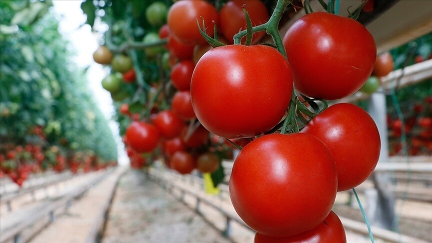 Domates İhracatı Dokuz Ayda 304 Milyon Dolara Çıktı: Romanya Başı Çekiyor
